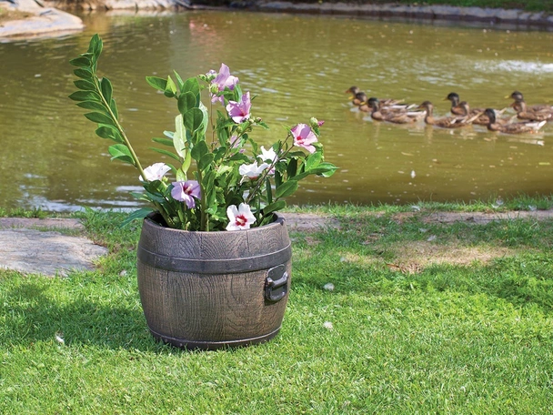 Саксия Буренце малка S ROTO - Image 2