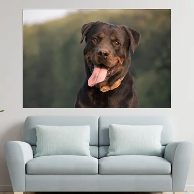 Близък кадър на ротвайлер - картина пано за стена
