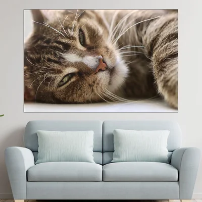 Легнала домашна котка - картина пано за стена
