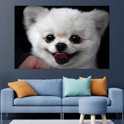 Портрет на малък Померан - картина пано за стена