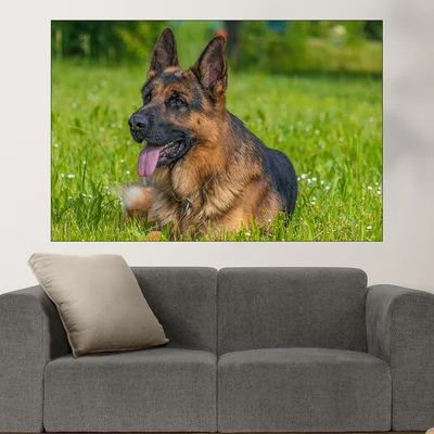 Немска овчарка на ливадата - картина пано за стена