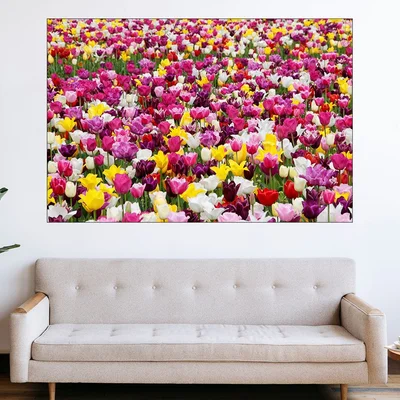 Поле с лалета в Холандия - картина пано за стена