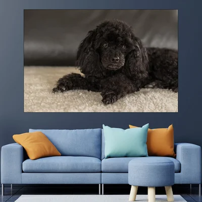Портрет на черен пудел - картина пано за стена