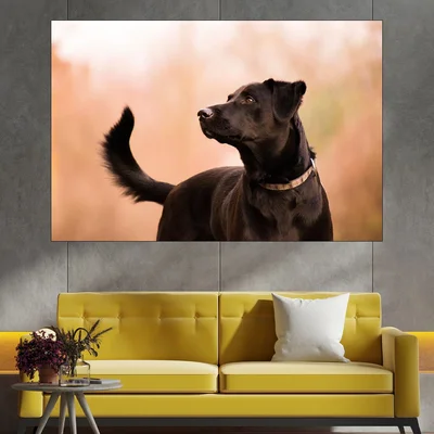 Красив черен лабрадор - картина пано за стена