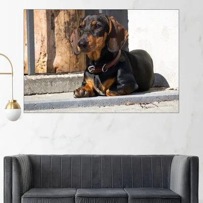 Портрет на Дакел - картина пано за стена