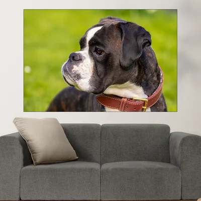 Портрет на малък черен Боксер - картина пано за стена