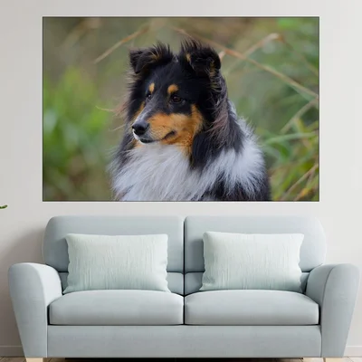 Портрет на Шотландска овчарка - картина пано за стена