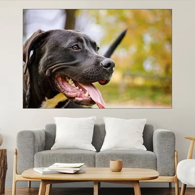 Портрет на черен Питбул - картина пано за стена