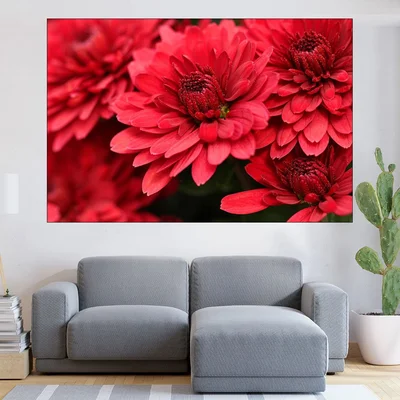 Червени хризантеми - близък план - картина пано за стена