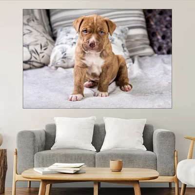 Портрет на малък питбул - картина пано за стена