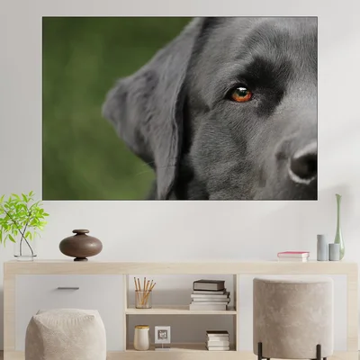 Потрет на куче лабрадор - картина пано за стена