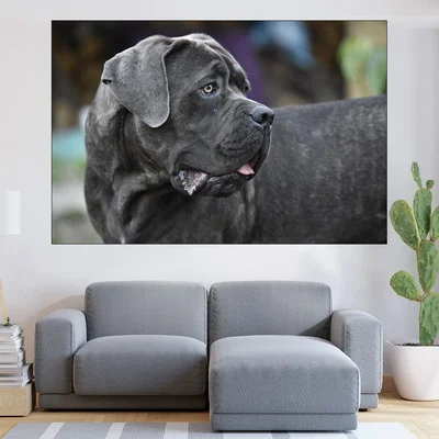 Черен Cane Corso  - картина пано за стена