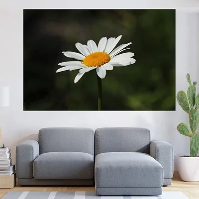 Цъфнала бяла маргаритка - картина пано за стена