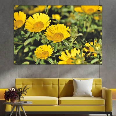 Цъфнала жълта Астра - картина пано за стена