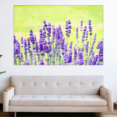 Цъфнала лавандула в полето - картина пано за стена