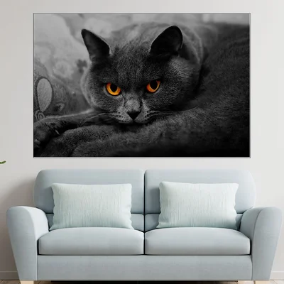 Британска дългокосместа котка - картина пано за стена