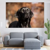 Портрет на черен лабрадор - картина пано за стена - Thumbnail 1