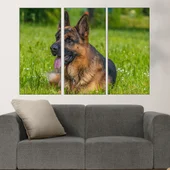 Немска овчарка на ливадата - картина пано за стена - Thumbnail 2