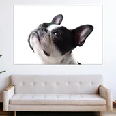 Портрет на френски булдог - картина пано за стена - Thumbnail 1