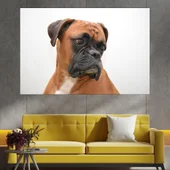 Потрет на куче боксер - близък план - картина пано за стена - Thumbnail 1