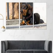 Портрет на Дакел - картина пано за стена - Thumbnail 2