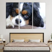 Легнал кавалер кинг чарлз шпаньол  - картина пано за стена - Thumbnail 2