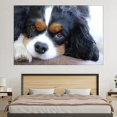 Легнал кавалер кинг чарлз шпаньол  - картина пано за стена - Thumbnail 1