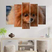 Сладък померан портрет - картина пано за стена - Thumbnail 3