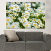 Поляна с бели маргаритки - картина пано за стена - Thumbnail 1