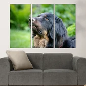 Потрет на черен Ховаварт  - картина пано за стена - Thumbnail 2