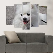 Потрет на бял шпиц  - картина пано за стена - Thumbnail 3