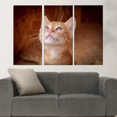 Малко оренжево коте  - картина пано за стена - Thumbnail 2