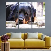 Почиващ си ротвайлер - картина пано за стена - Thumbnail 2