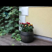 Саксия Буренце малка S ROTO - Thumbnail 4