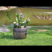 Саксия Буренце малка S ROTO - Thumbnail 2