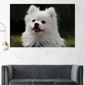 Потрет на пухкав шпиц - картина пано за стена - Thumbnail 1