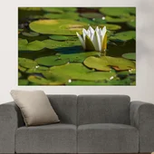 Бяла водна лилия във водата - картина пано за стена - Thumbnail 1